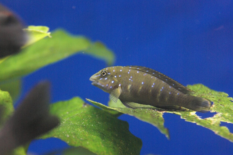 Eretmodus cyanostictus 'Lupota'